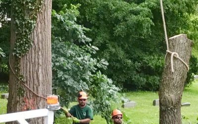 Signs Your Tree Needs a Professional Tree Surgery Surgeon