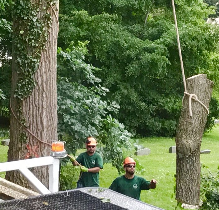 Signs Your Tree Needs a Professional Tree Surgery Surgeon